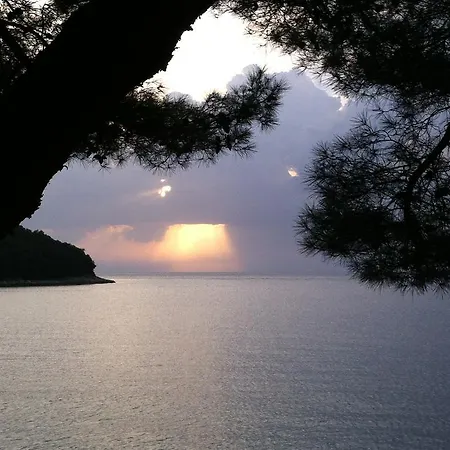 Galeb
